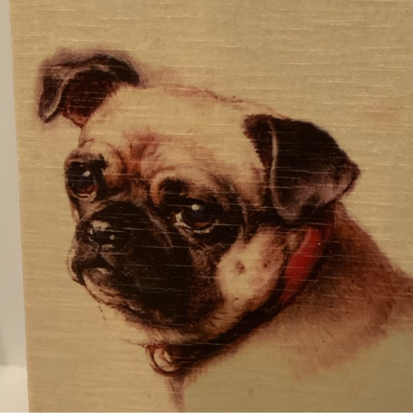 Sweet Pug - Picture 2 of 13